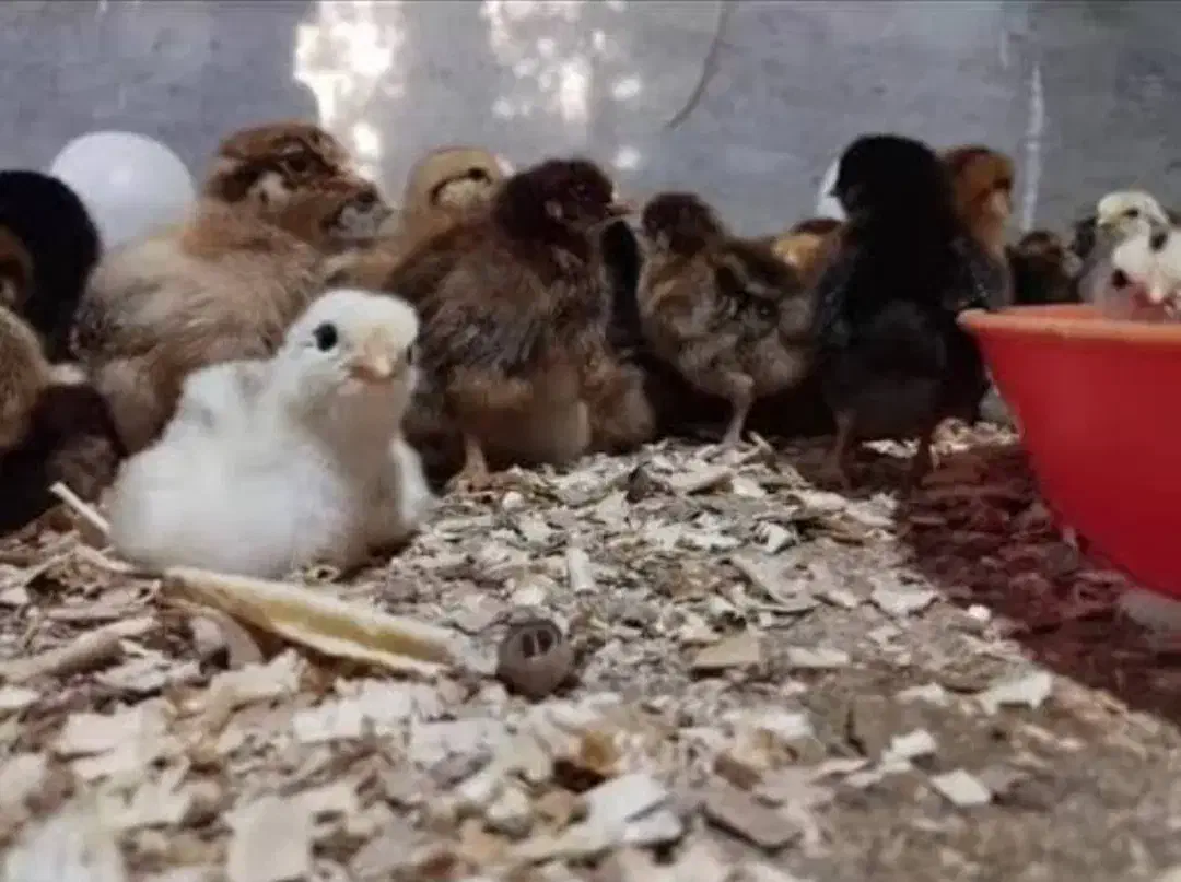 همستر،جوجه مرغ،خروس،جوجه گلپای،کبوتر عمده|موش و خرگوش|لاهیجان, طالقانی|دیوار