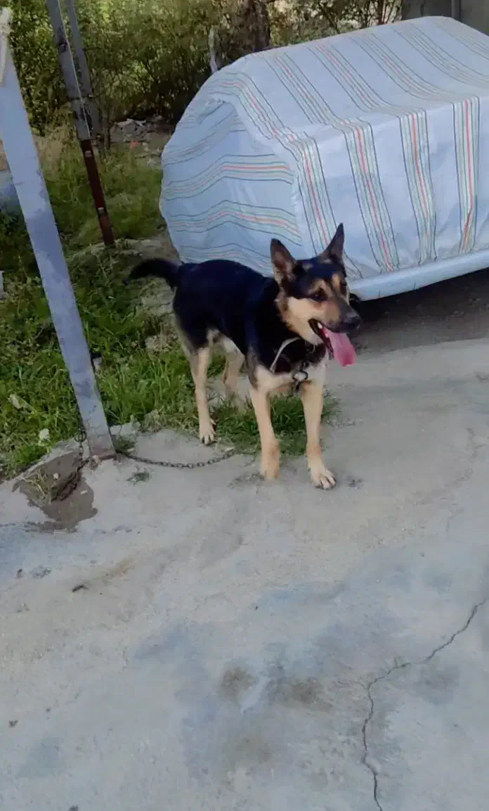 سگ مخصوص نگهبانی|سگ|بروجرد, |دیوار