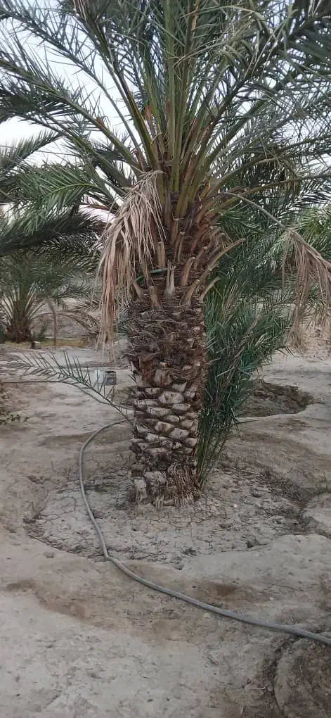 برش نخل و درخت رایگان سراسر استان بوشهر|خدمات باغبانی و درختکاری|اهرم, |دیوار