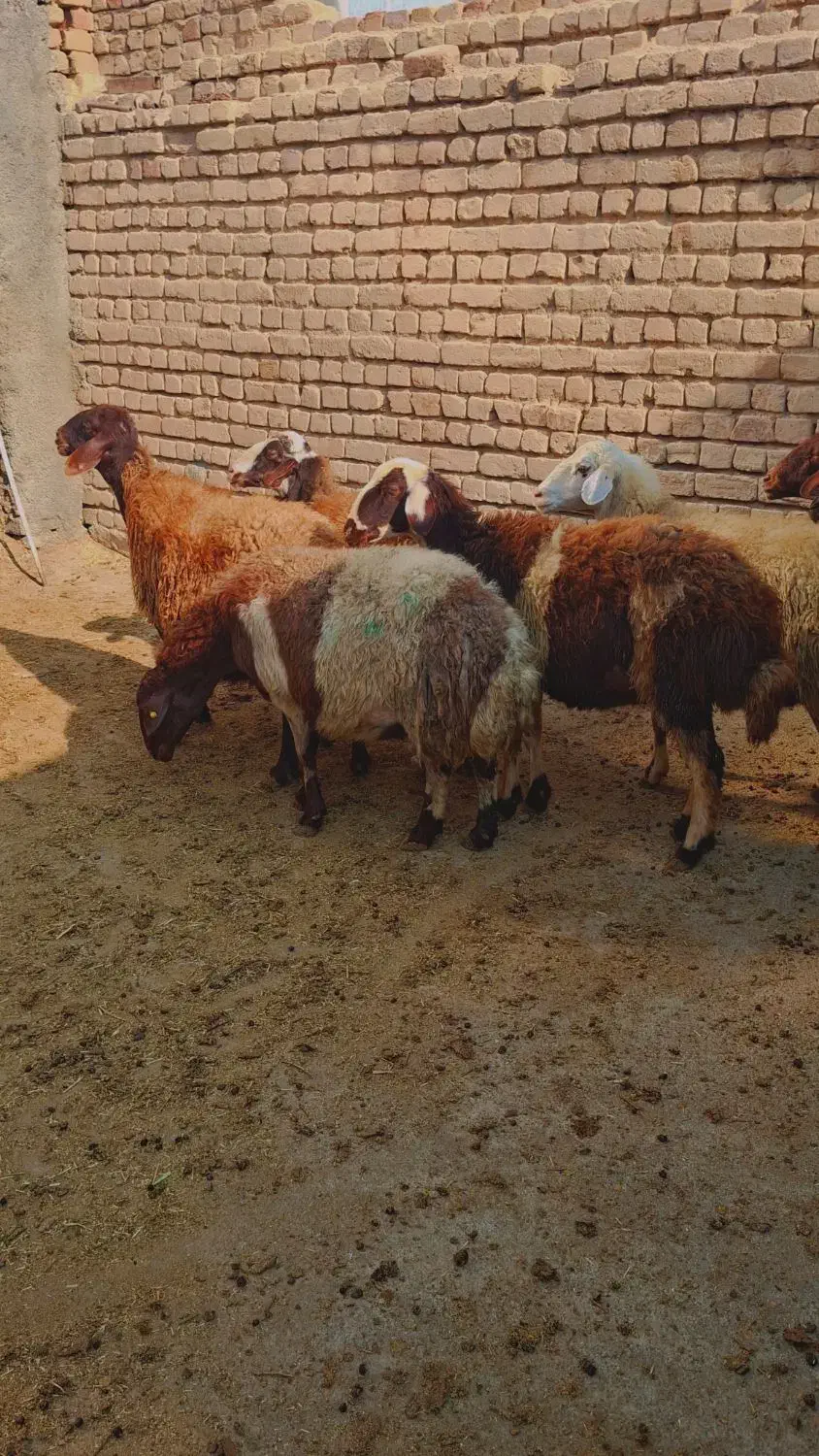 میش ابستن|حیوانات مزرعه|شازند, |دیوار