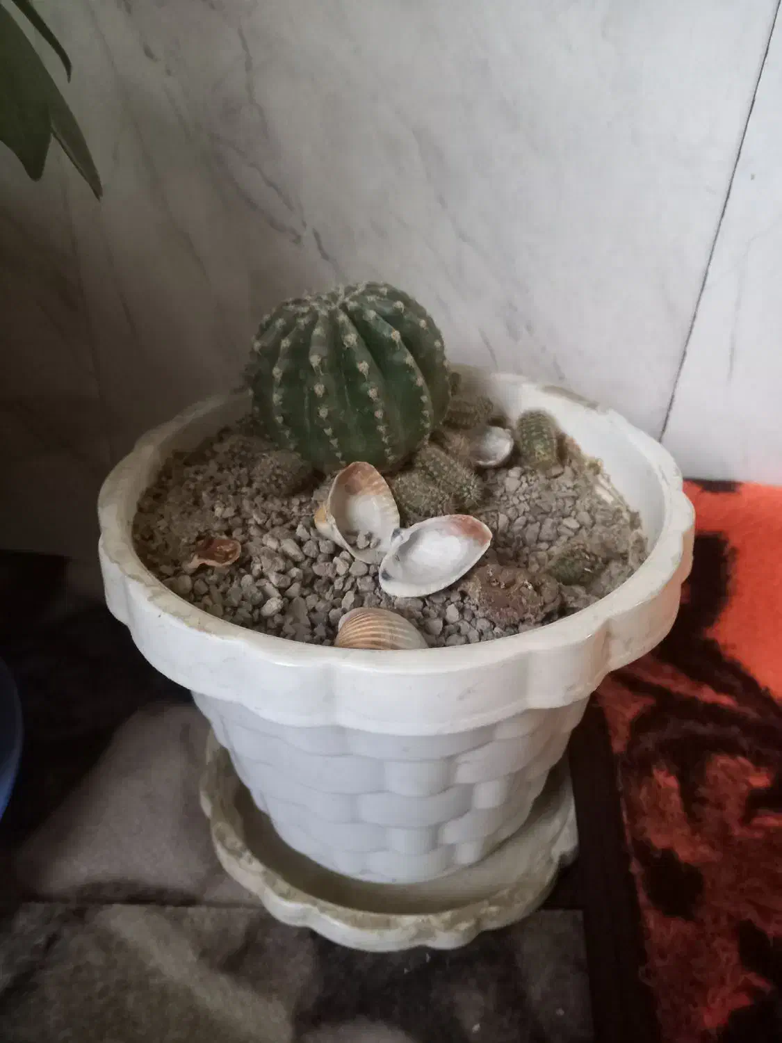 کاکتوس|گل و گیاه طبیعی|مراغه, |دیوار