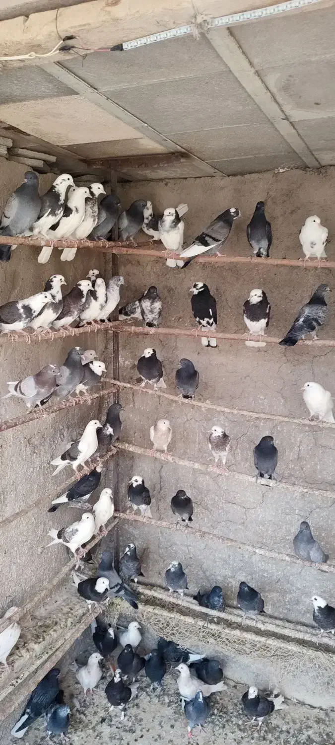 جوجه کفتر پرشی|پرنده|ری, شهرک نظامی|دیوار