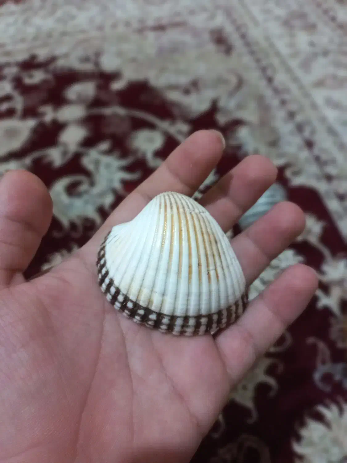 صدف تزئینی جنوب اصل|صنایع دستی و سایر لوازم تزئینی|سیدان, |دیوار