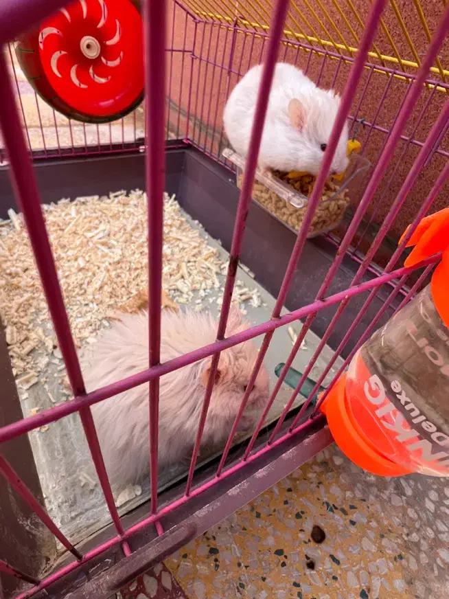 همستر|موش و خرگوش|بهبهان, |دیوار