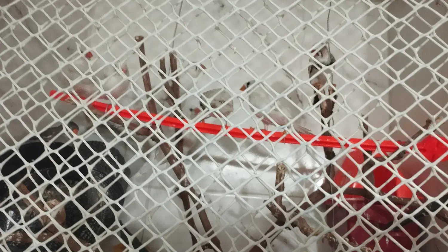 فنچ|پرنده|مشهد, حسین‌آباد|دیوار