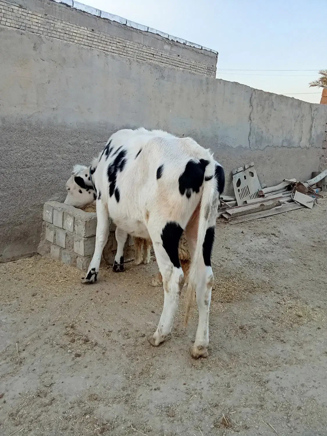 فروش گاوه|حیوانات مزرعه|باوی, |دیوار