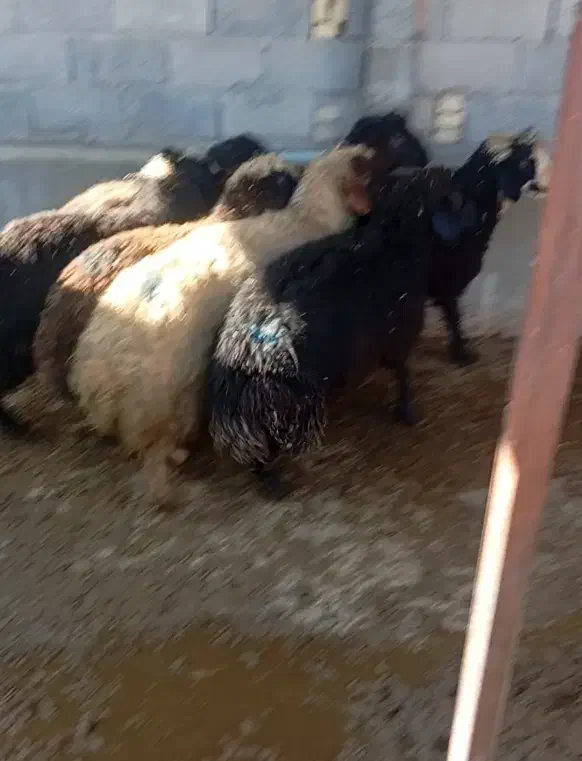 کاور نر|حراج|نمشیر, |دیوار