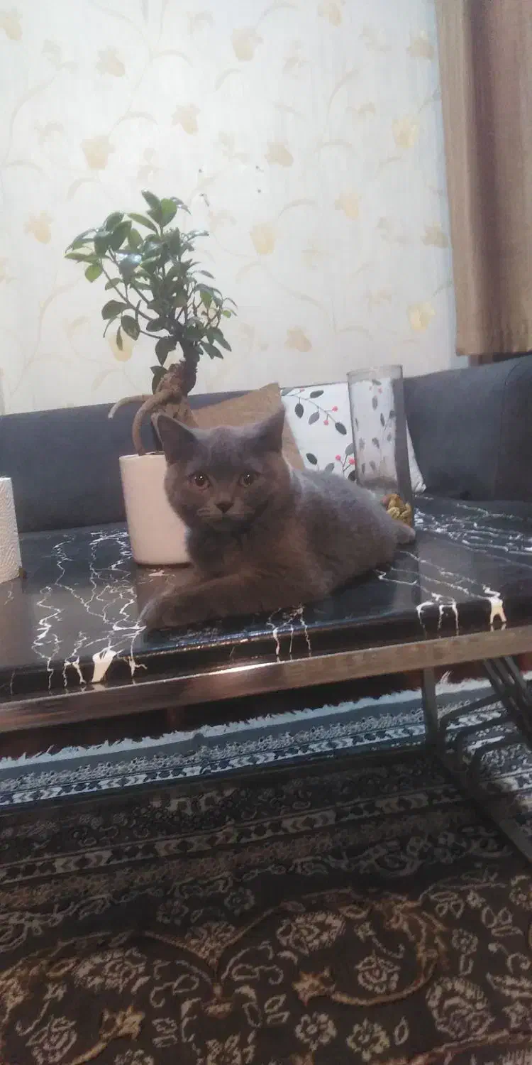 واگذاری بریتیش ماده|گربه|شیراز, فاضل|دیوار