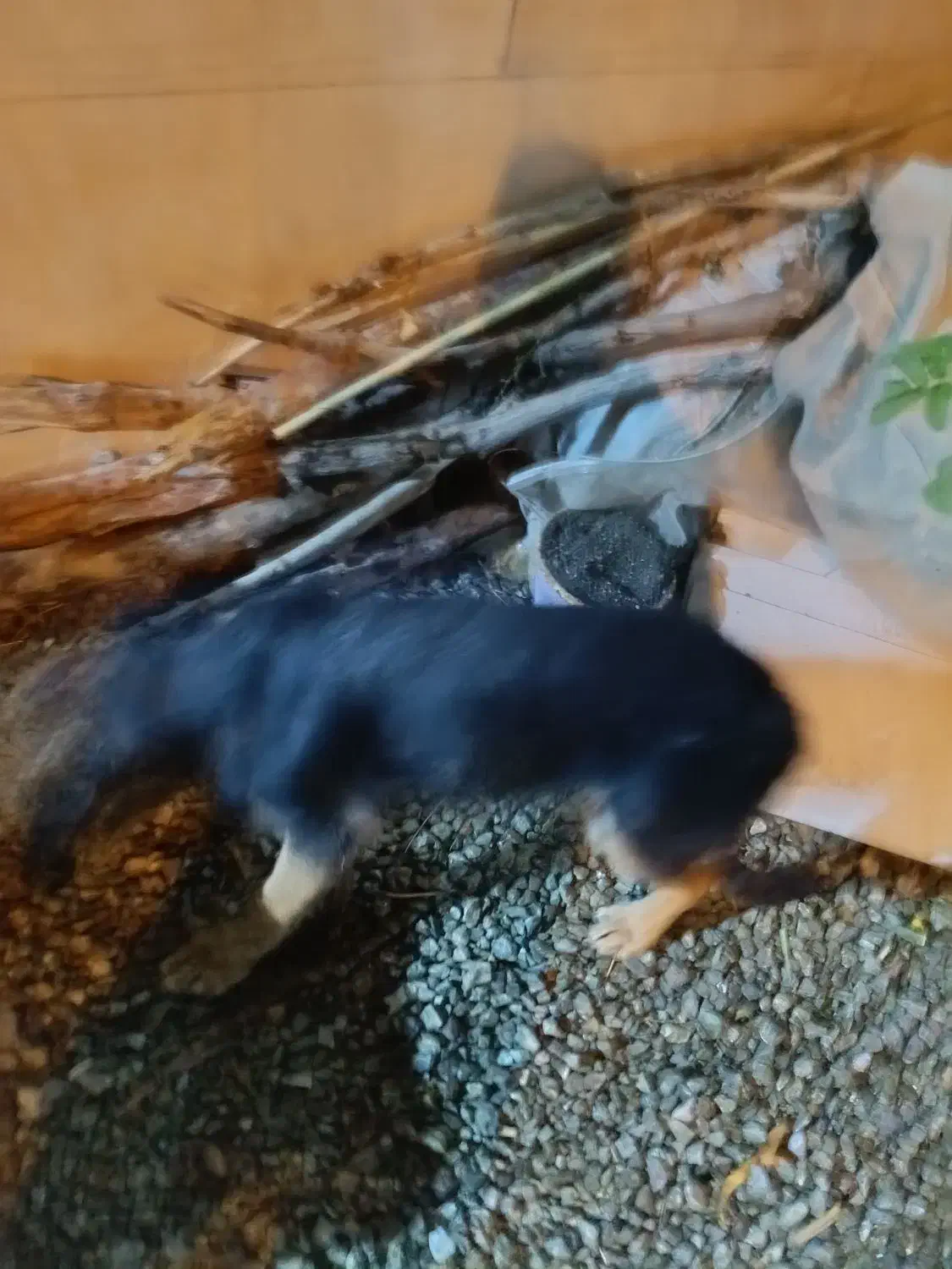 توله ژرمن چهارماهه شناسنامه دار|سگ|کرمانشاه, |دیوار