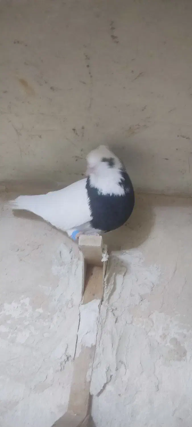 کبوتر پرنده|پرنده|مرودشت, نقش رستم|دیوار