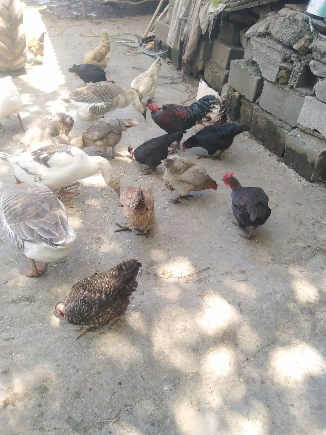 تخم مرغ محلی اصیل تازه|حیوانات مزرعه|سرخنکلاته, |دیوار