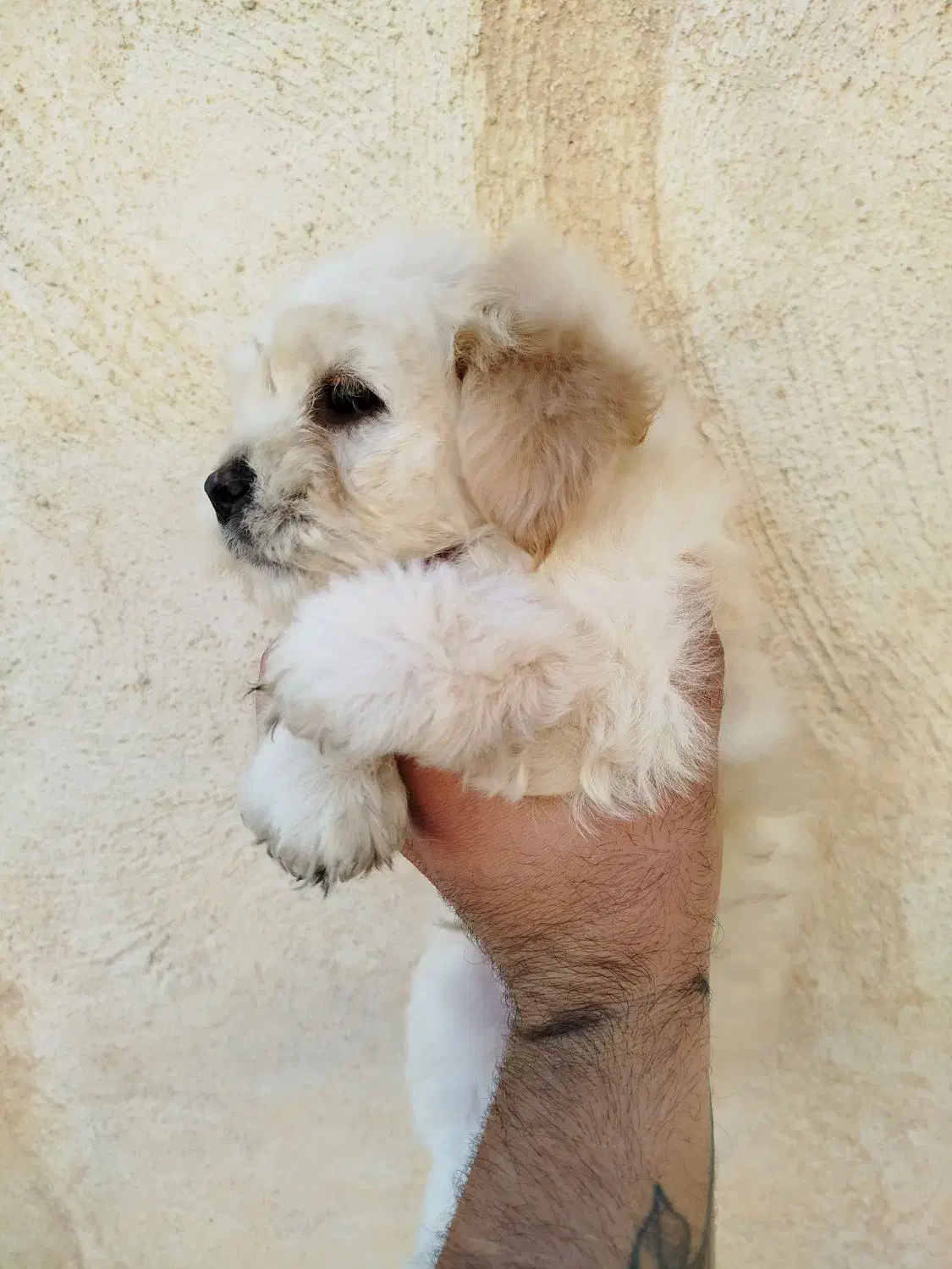 توله سگ|سگ|اهواز, شریعتی جنوبی|دیوار