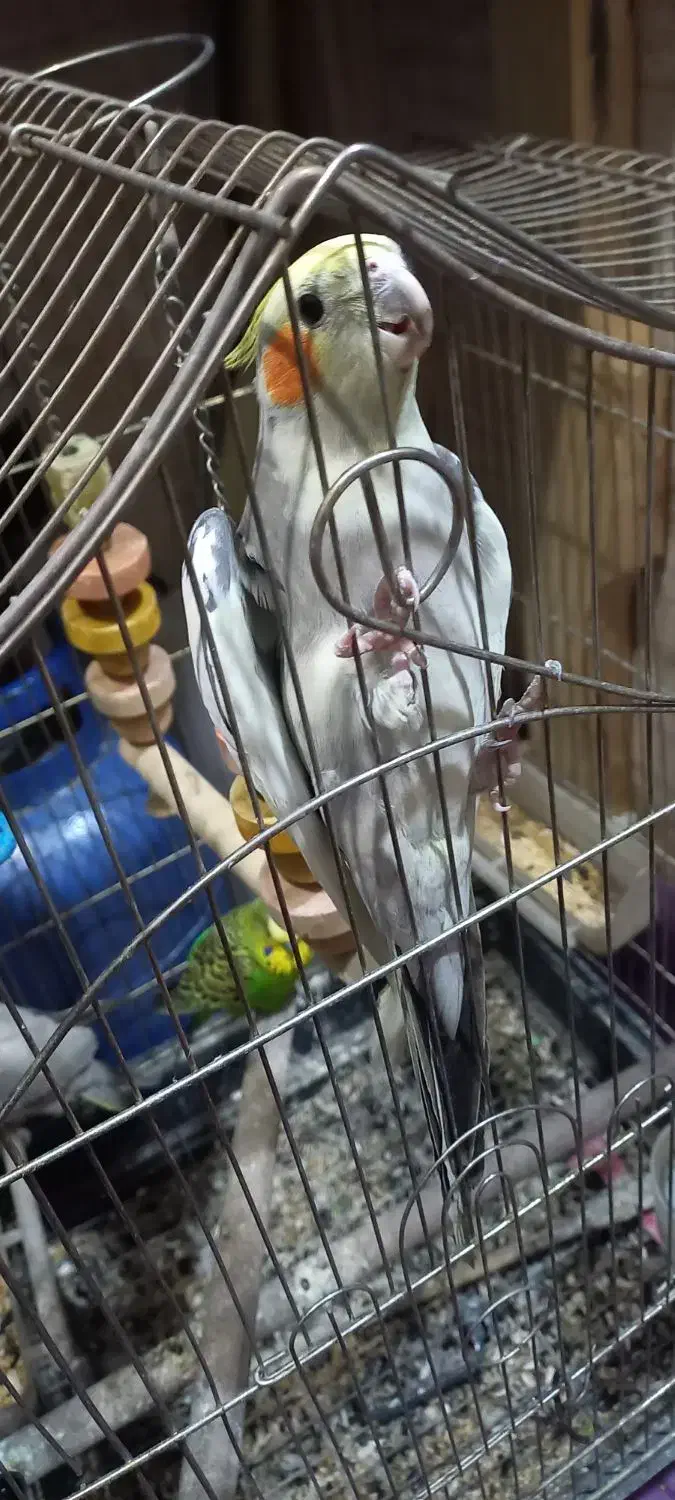 عروس هلندی|پرنده|اسلام‌شهر, شهرک مصطفی خمینی|دیوار