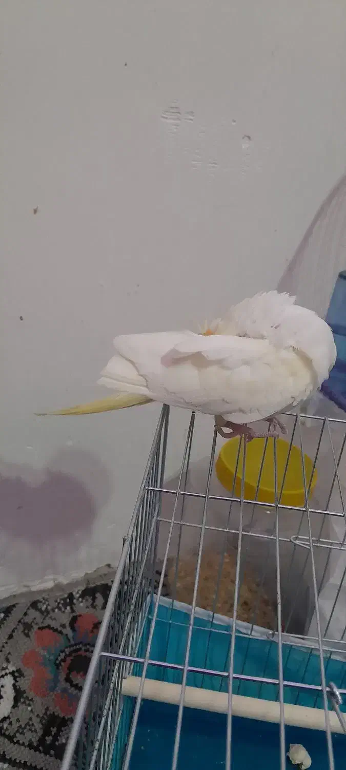 طوطی عروس لوتینو دستی|پرنده|فومن, |دیوار