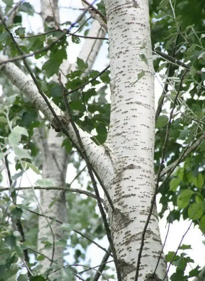 توزیع نهال کبوده۱نیم الی۲ متری(۴۰هزار)|خدمات باغبانی و درختکاری|آبدانان, |دیوار