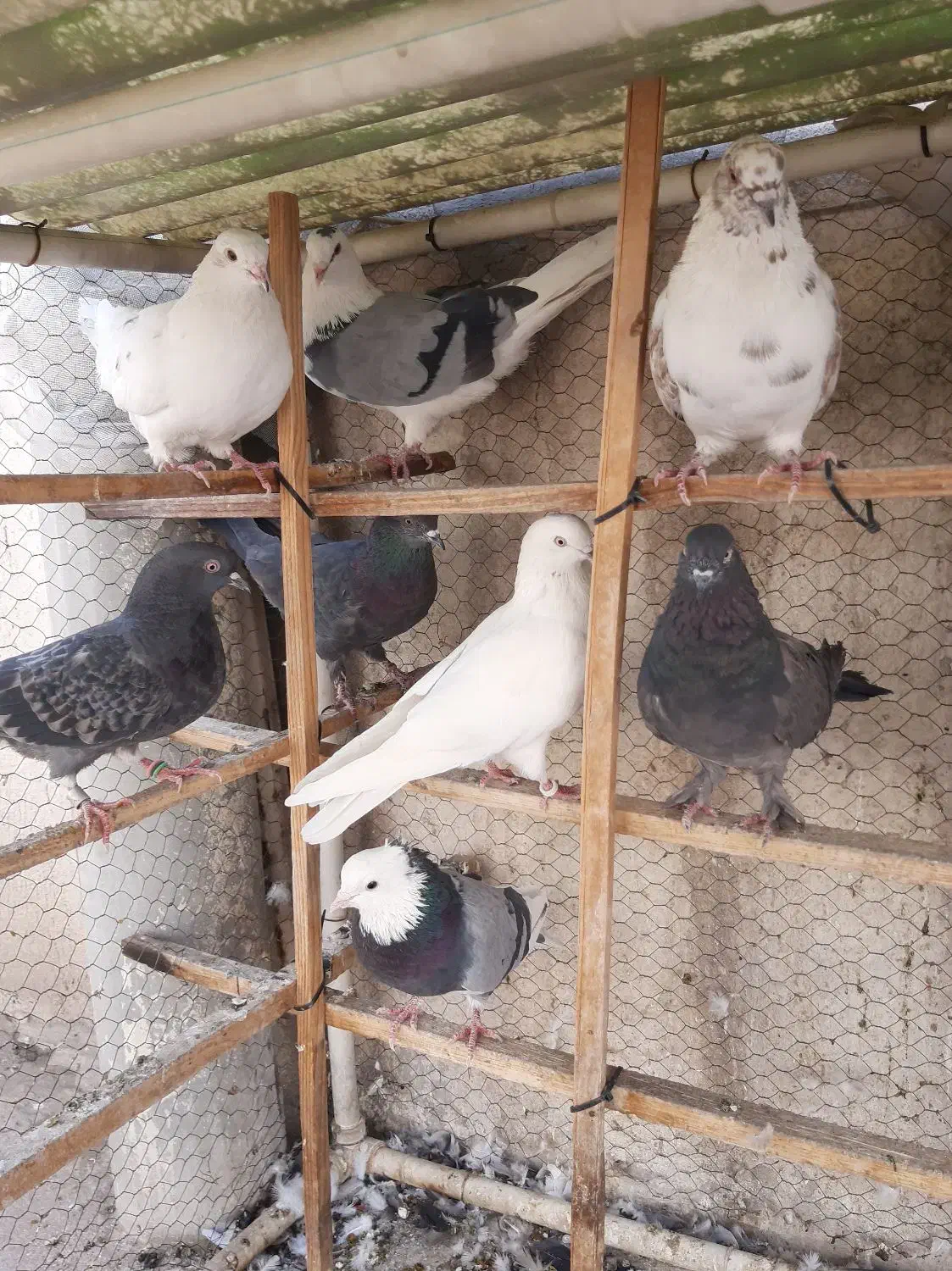 پرنده کفتر کبوتر|پرنده|تهران, افسریه جنوبی|دیوار