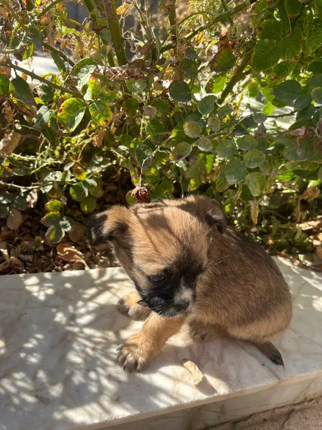 سگ شیتزو سوپر فلت|سگ|مشهد, شهید فرامرز عباسی|دیوار