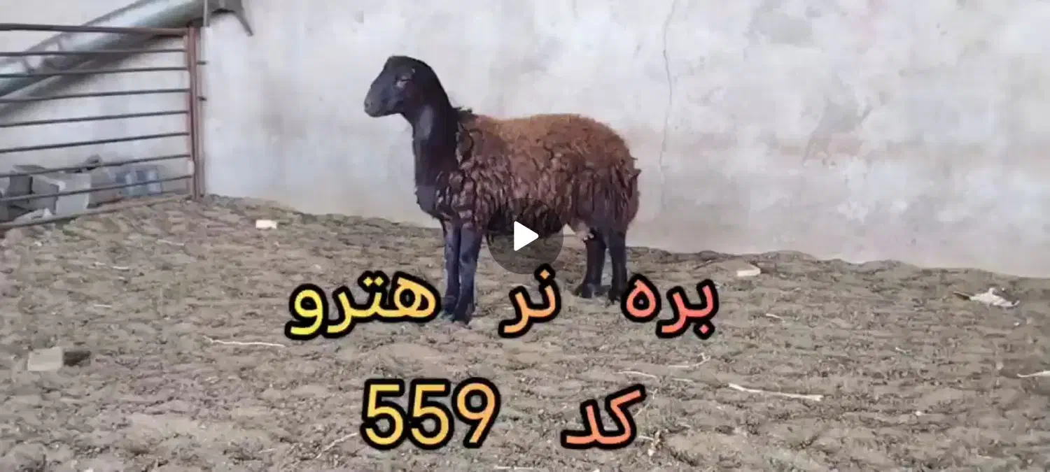 دو راس بر نر هترو|حیوانات مزرعه|سبزوار, رباط|دیوار