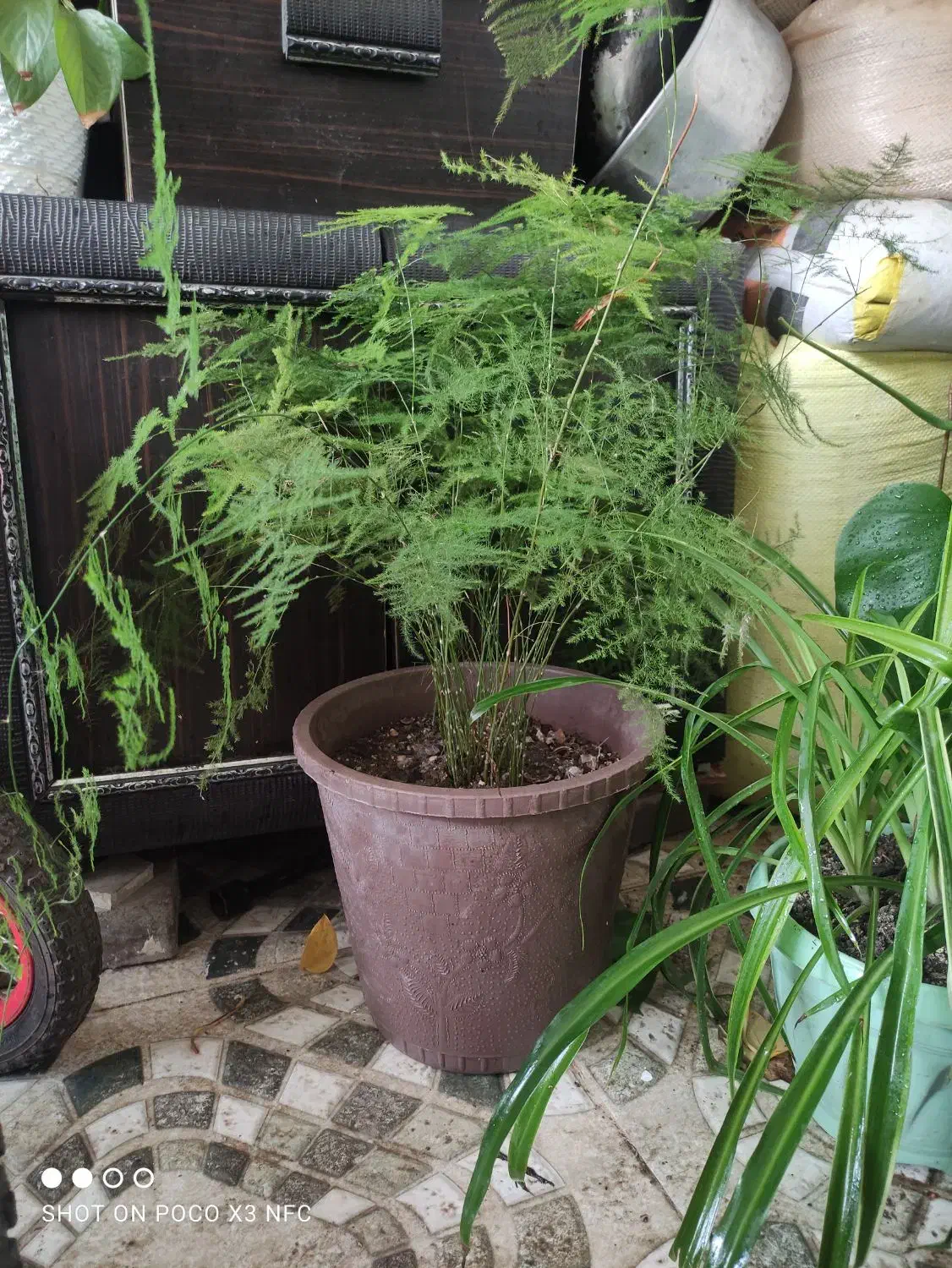 گل برگ انجیری، پتوس، سانسوریا|گل و گیاه طبیعی|رشت, جماران|دیوار