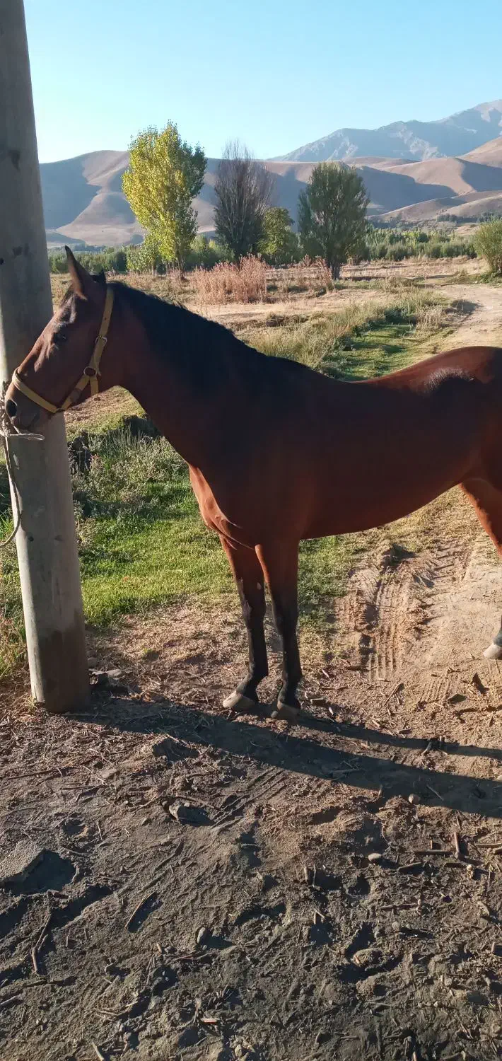 اسب مادیون جوان|اسب و تجهیزات اسبسواری|بروجرد, |دیوار