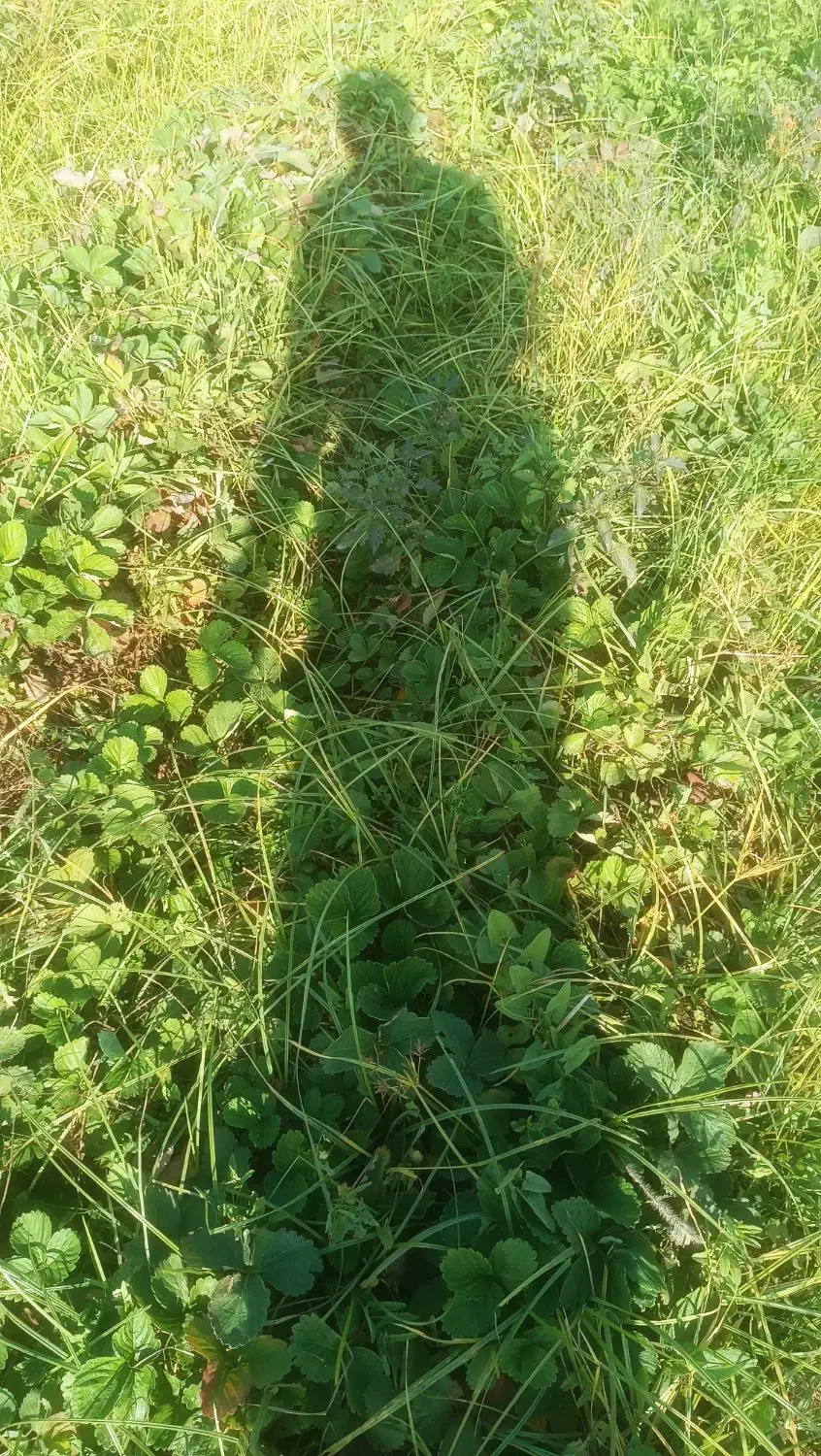 نهال توت فرنگی سابرینا|خدمات باغبانی و درختکاری|خان ببین, |دیوار