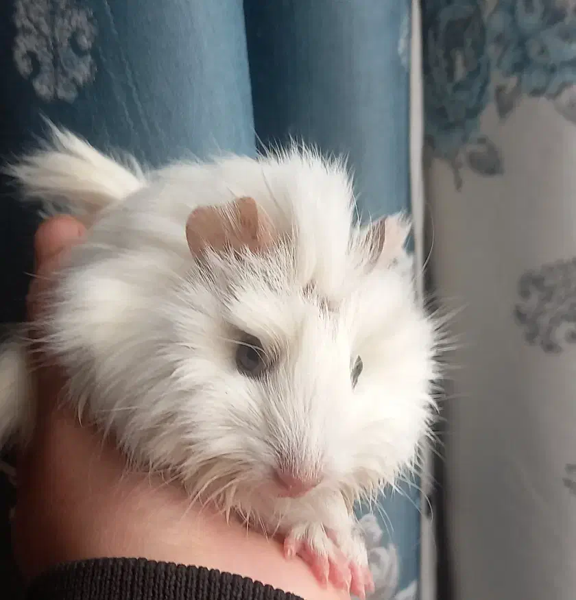 خوکچه هندی|موش و خرگوش|مشهد, شهرک شهید باهنر|دیوار