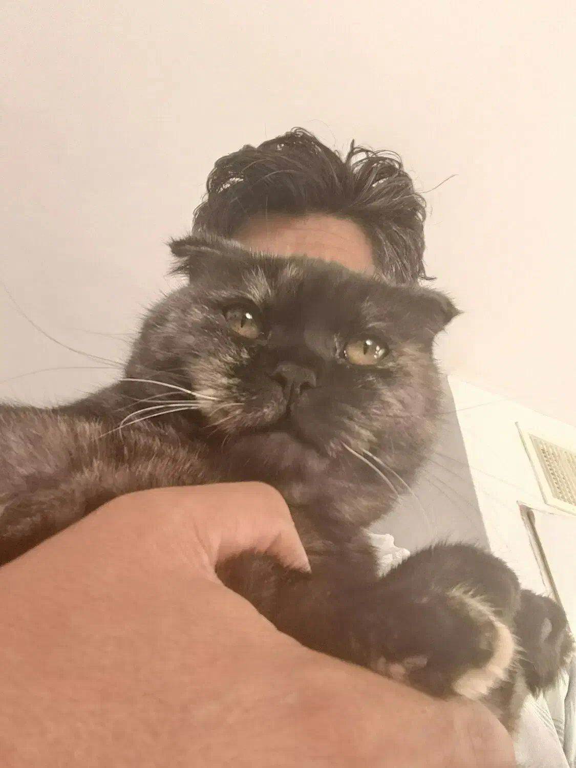 اسکاتیش و پرشین قیمت مناسب|گربه|تهران, حر|دیوار