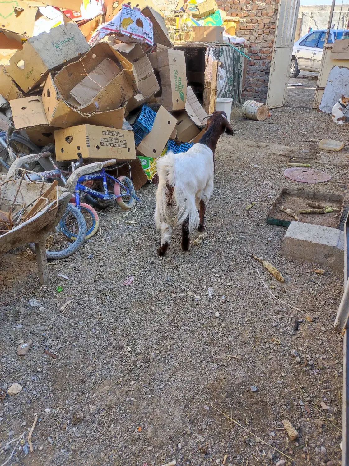 سلام دوتاکره ماده چاق|حیوانات مزرعه|هامون, |دیوار