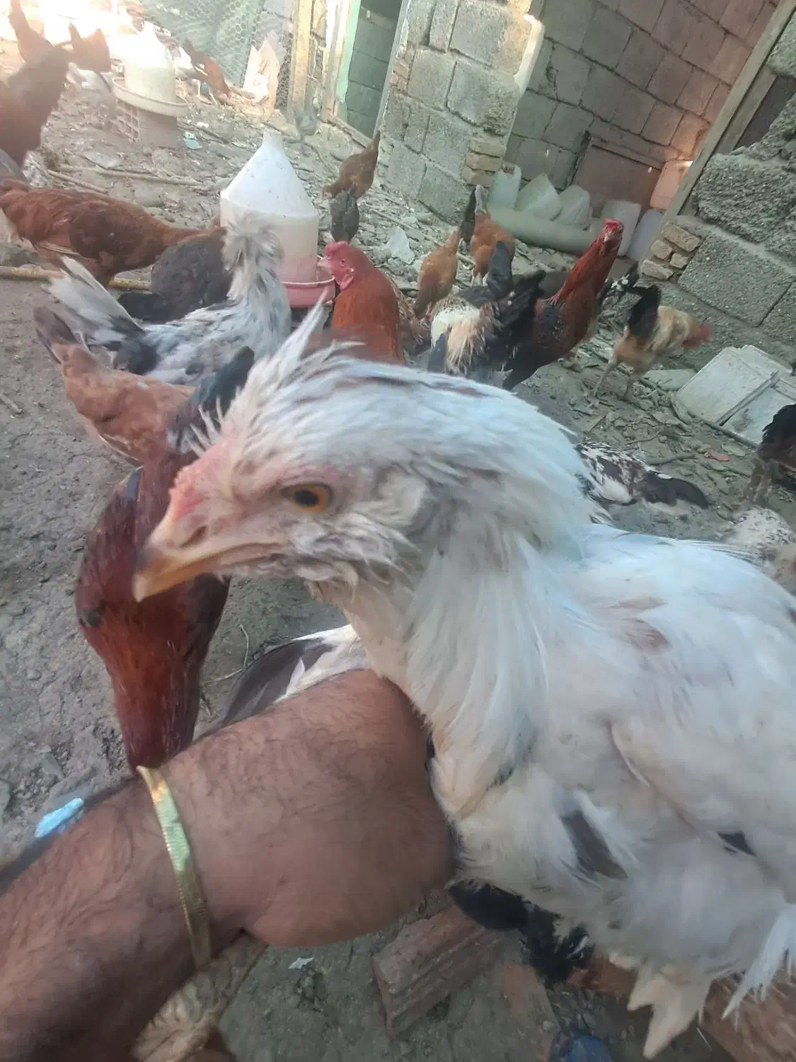 مرغ محلی اصل|حیوانات مزرعه|رامیان, |دیوار