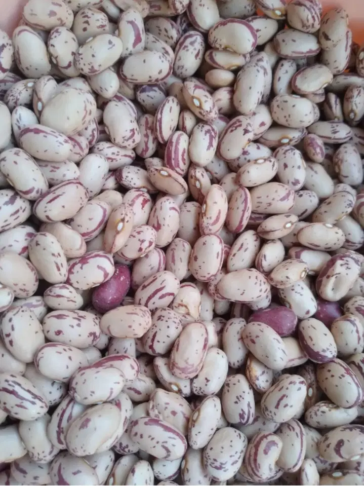 خرید و فروش لوبیا سفید، قرمز و چیتی|خوردنی و آشامیدنی|کرمانشاه, |دیوار