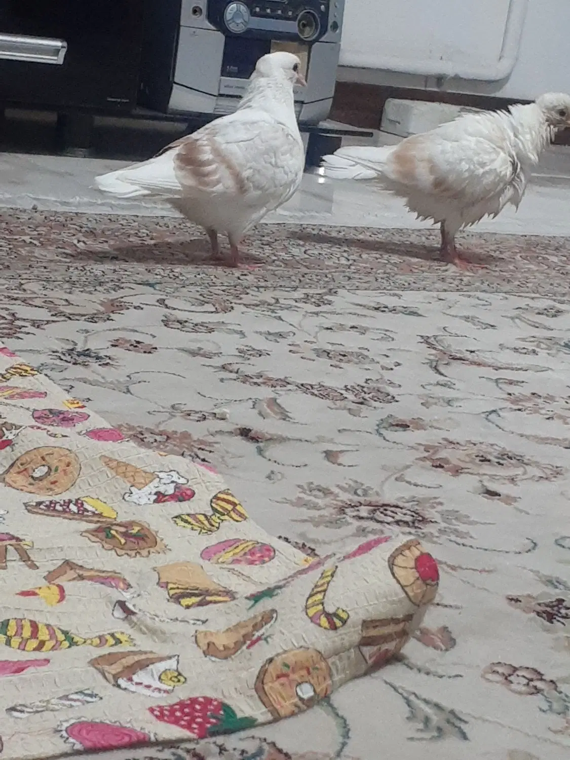 کبوتر|پرنده|کرج, شهر صنعتی|دیوار