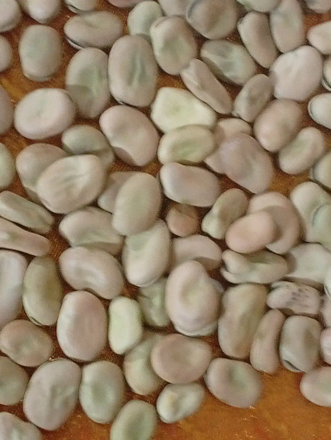 پاخلاخشک|عمده‌فروشی|مهربان, |دیوار