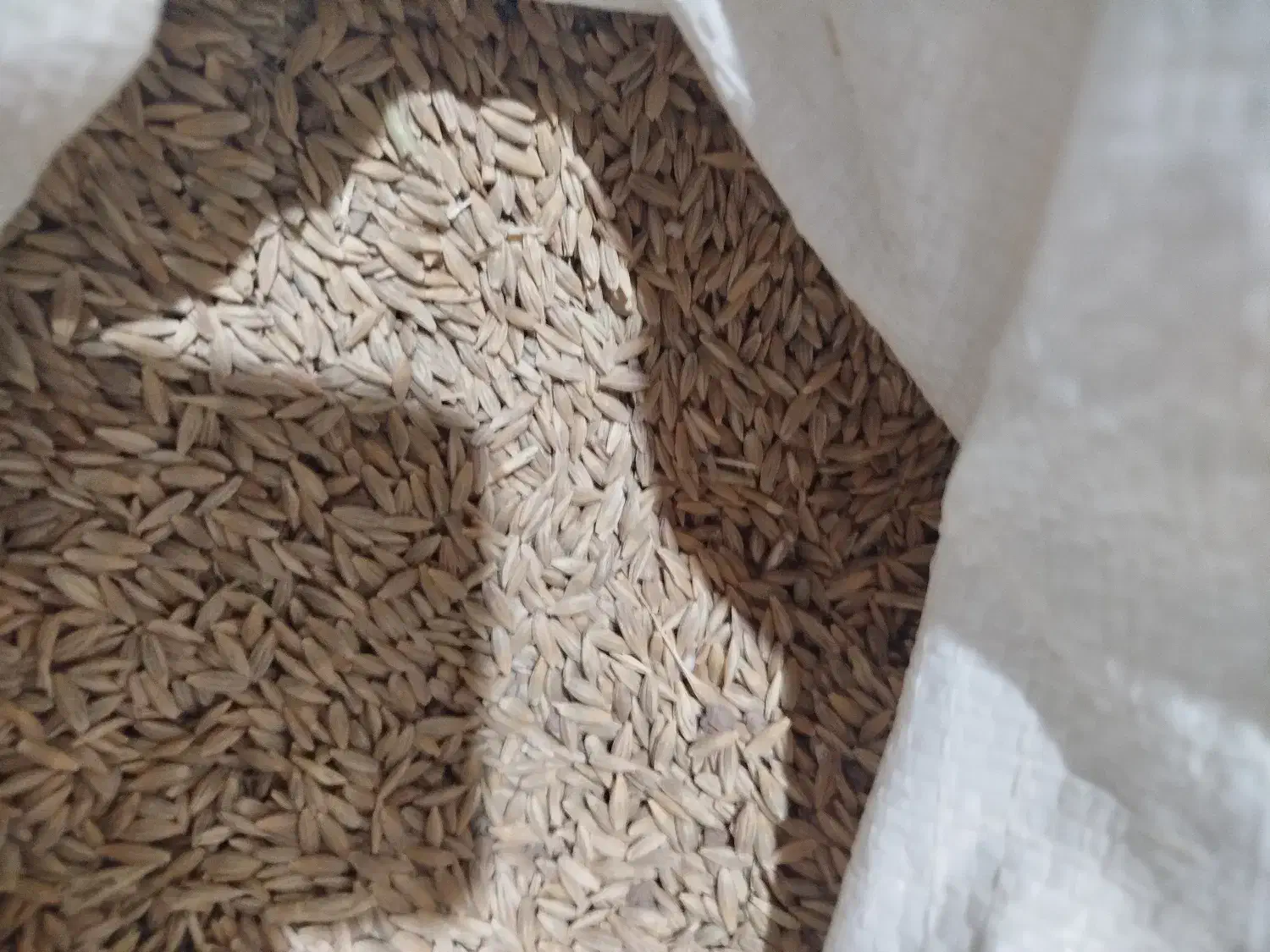 فروش جو بذری|لوازم جانبی حیوانات|فلارد, |دیوار