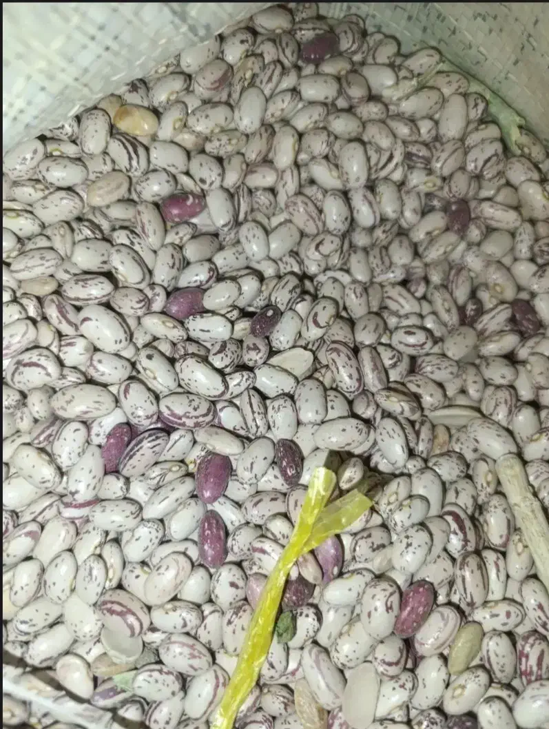 لوبیا چیتی|خوردنی و آشامیدنی|بهار, |دیوار