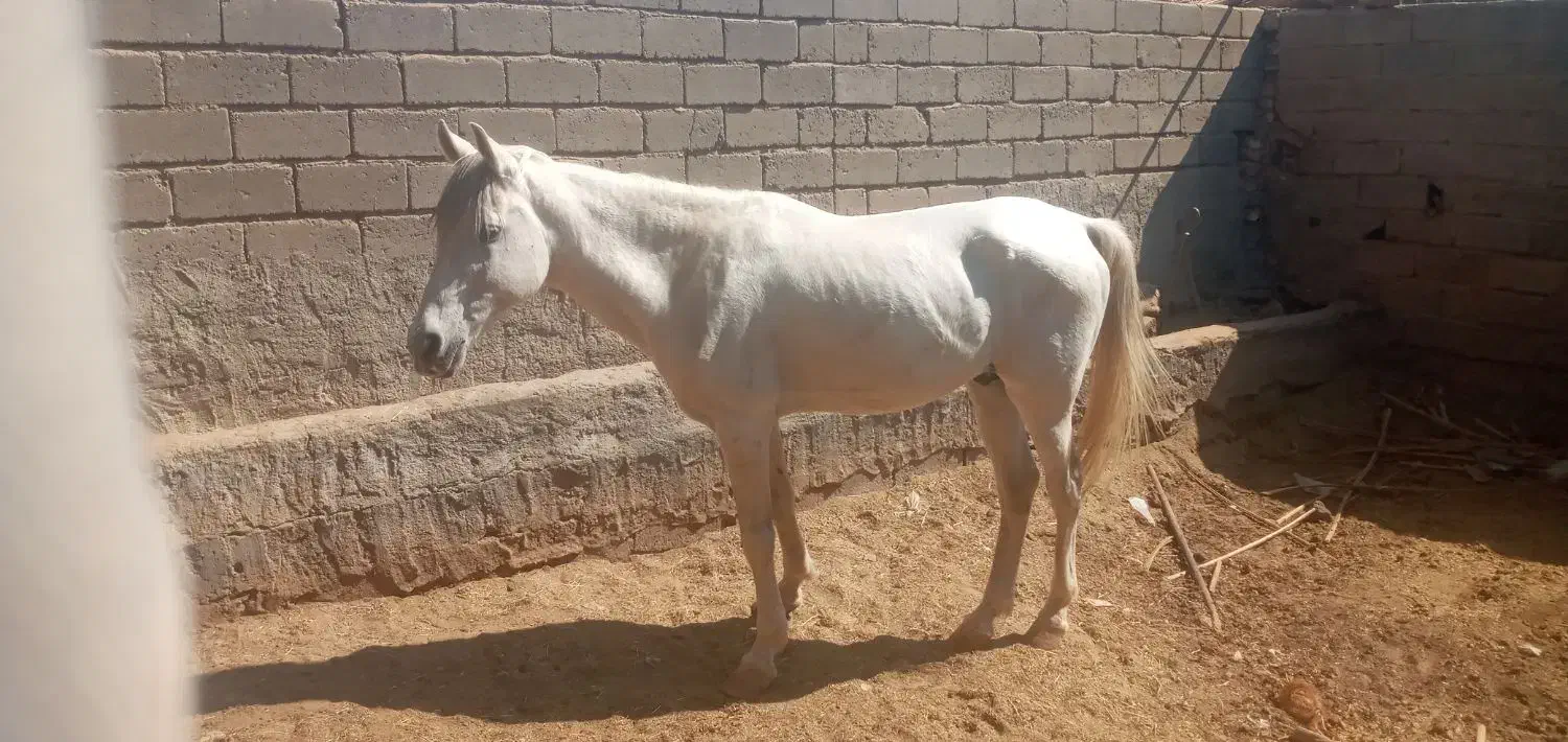 اسب نریون|اسب و تجهیزات اسب‌سواری|نرماشیر, |دیوار