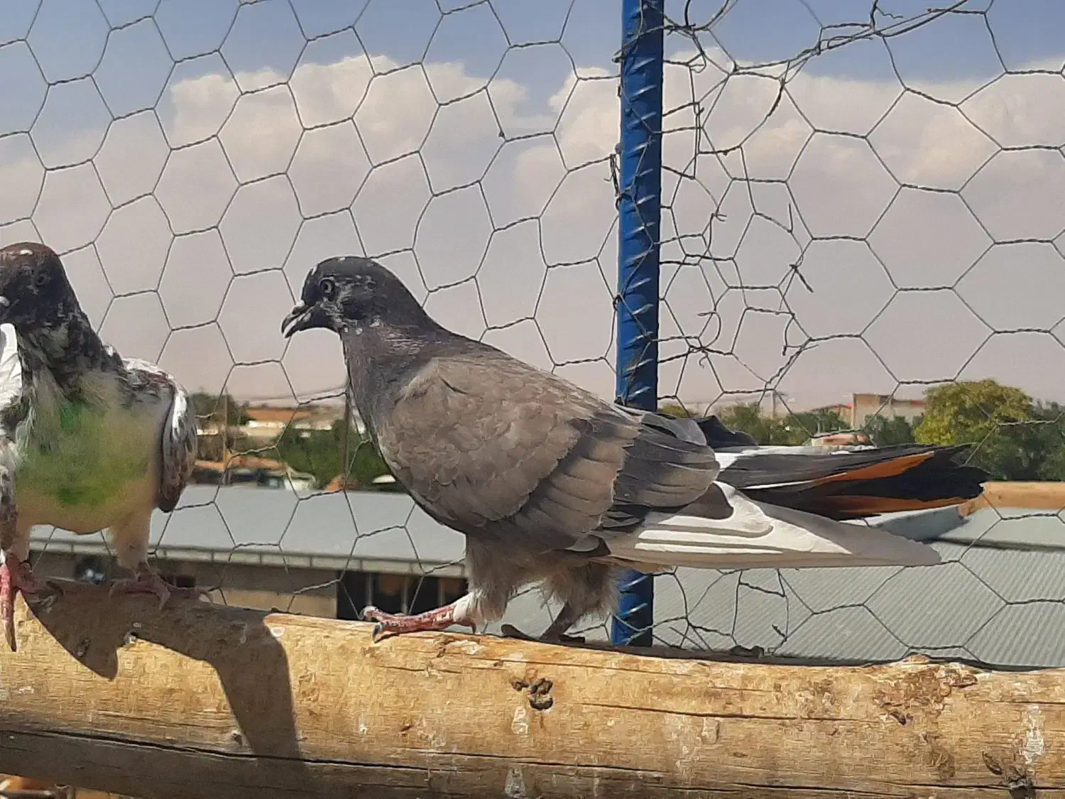 ۱۰ عدد کبوتر|پرنده|آشتیان, |دیوار