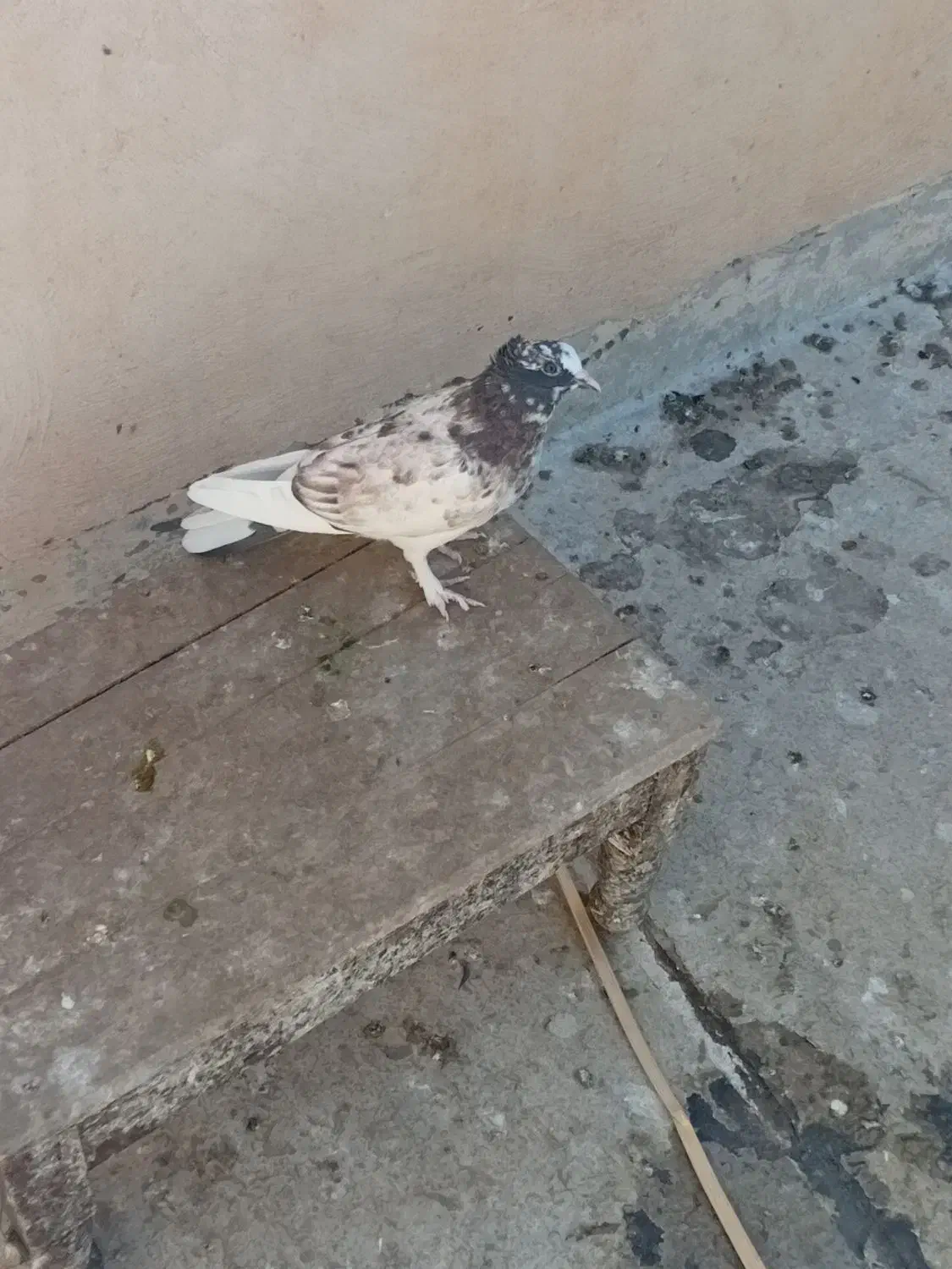 پرنده|پرنده|قم, شاه سید علی|دیوار