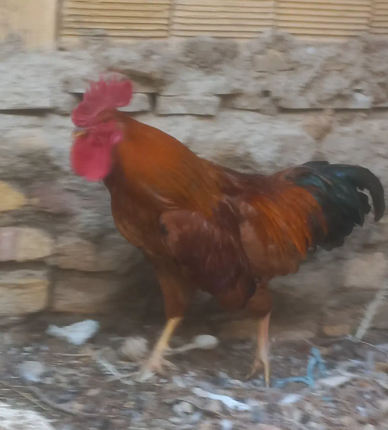 خروس|حیوانات مزرعه|اصفهان, کوجان|دیوار