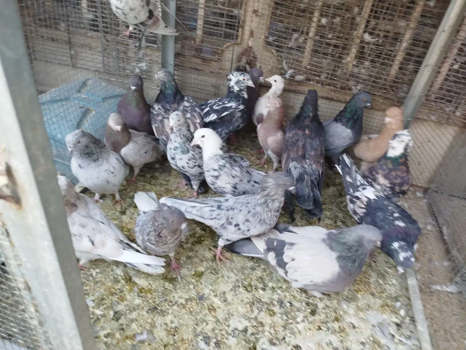 همدانی سرور|پرنده|اصفهان, ارغوانیه|دیوار