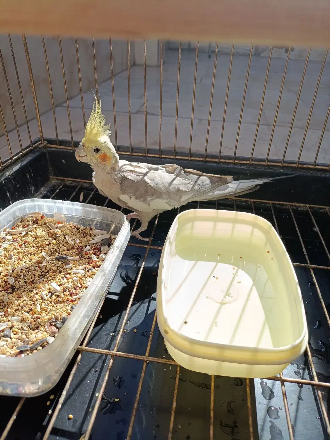 عروس هلندی جفت نر و ماده با جوجه|پرنده|محمدشهر, ولدآباد|دیوار