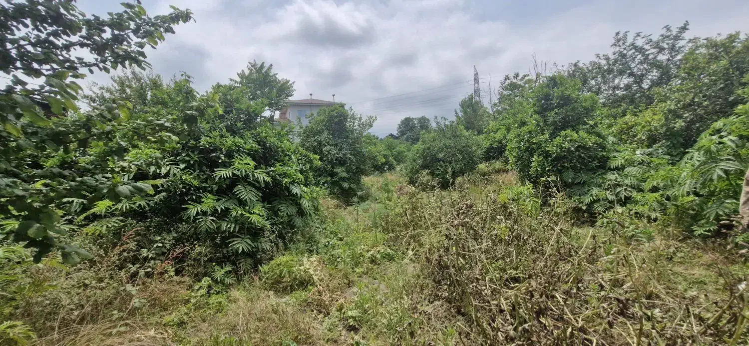 زمین مسکونی ۱۵۰۰متری در سیاهکلرود|فروش زمین و ملک کلنگی|چابکسر, |دیوار