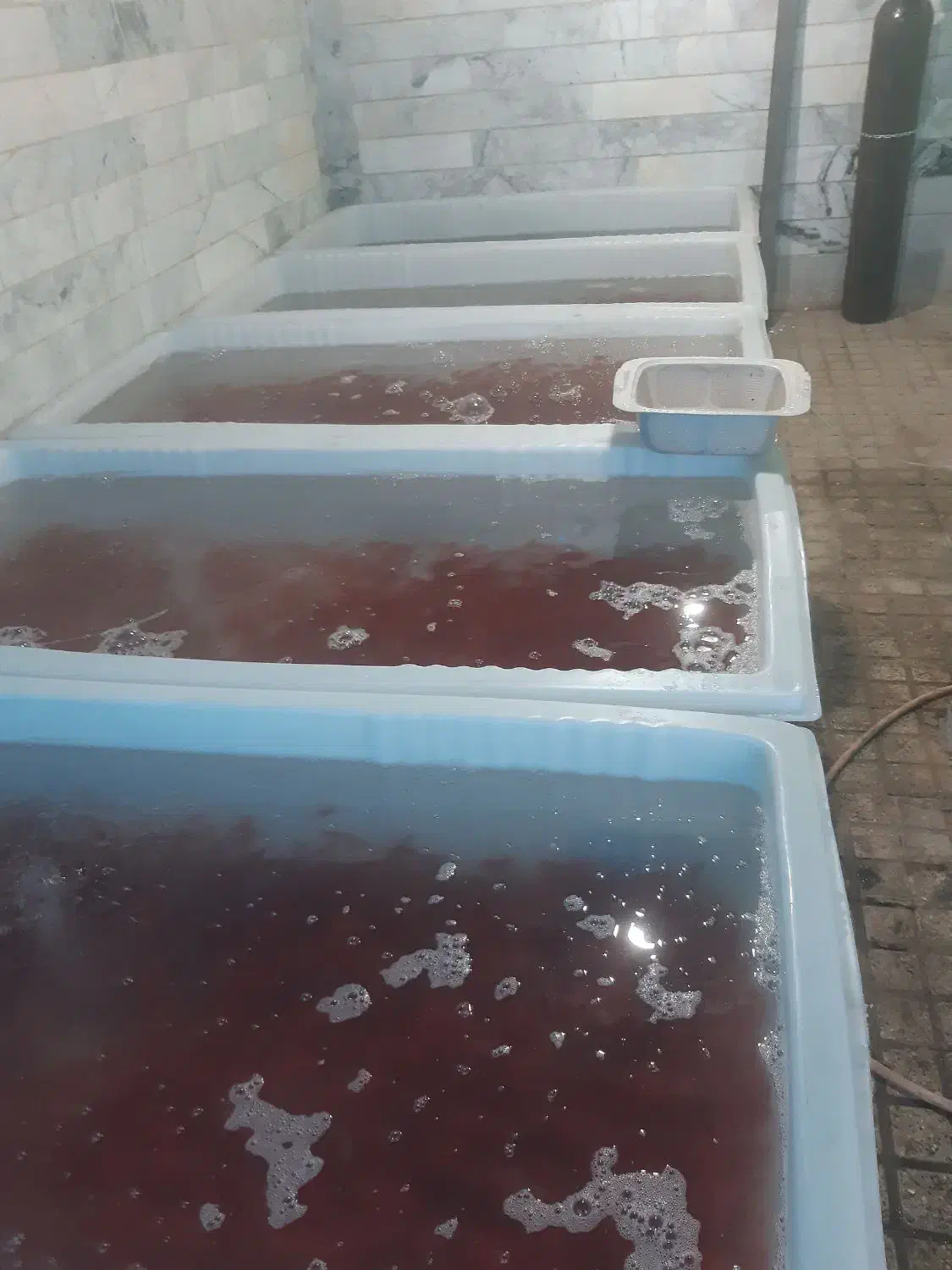 ماهی گلی قرمز|ماهی|تکاب, |دیوار