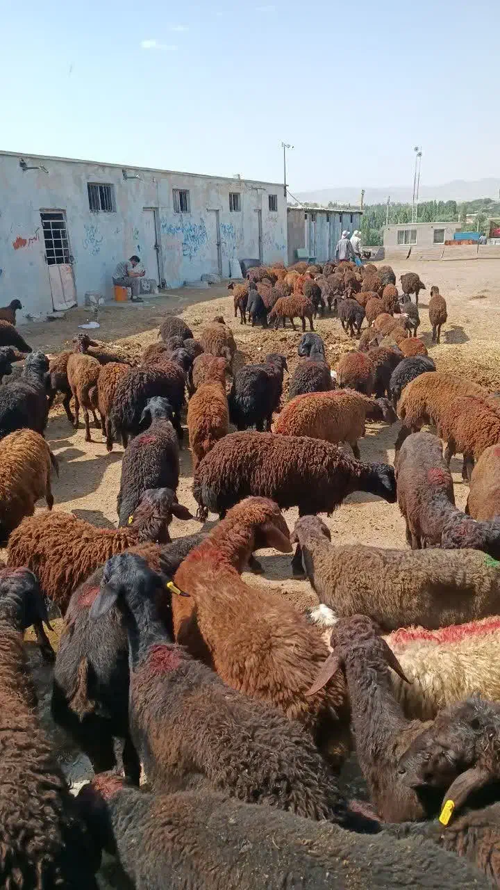 بره گوسفند قزل افشار اصل زنجان|حیوانات مزرعه|شیراز, باغ تخت|دیوار