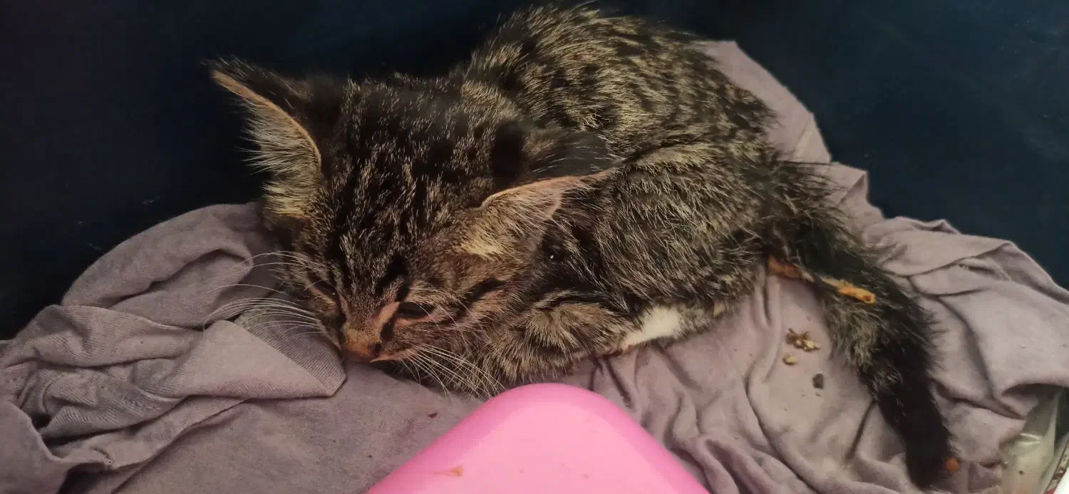 واگذاری|گربه|سبزوار, ایزی شهر|دیوار