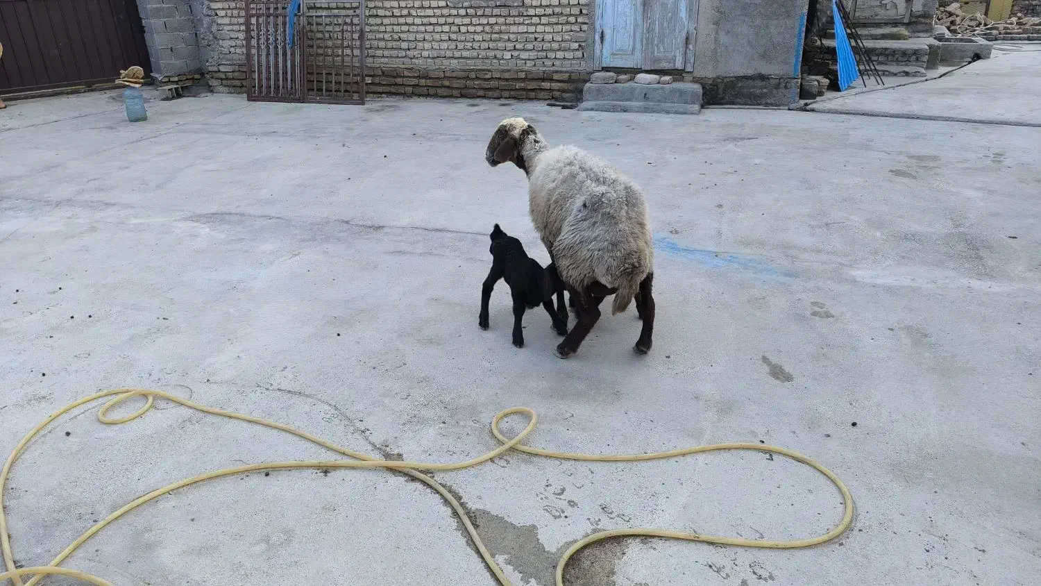 گوسفند - بره|حیوانات مزرعه|گمیشان, |دیوار