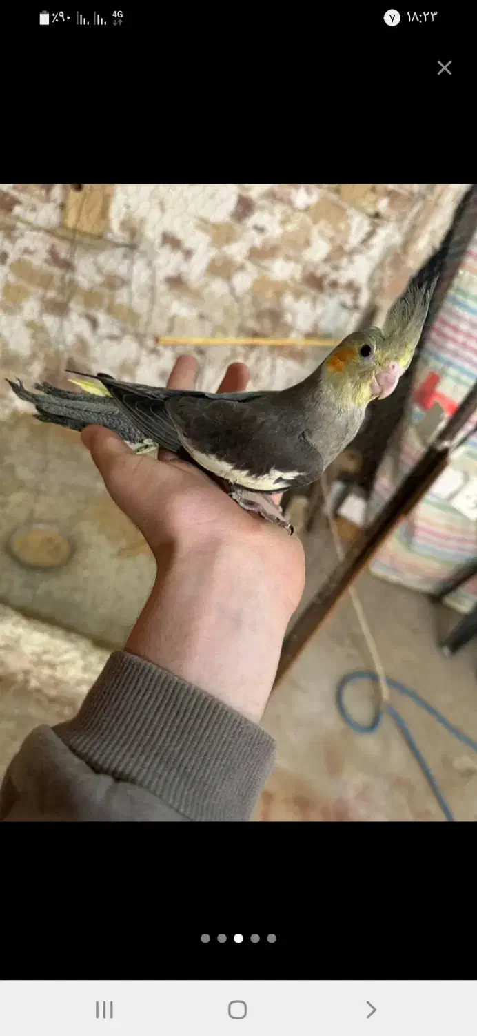 خوشگلای سرلاکی|پرنده|آران و بیدگل, |دیوار