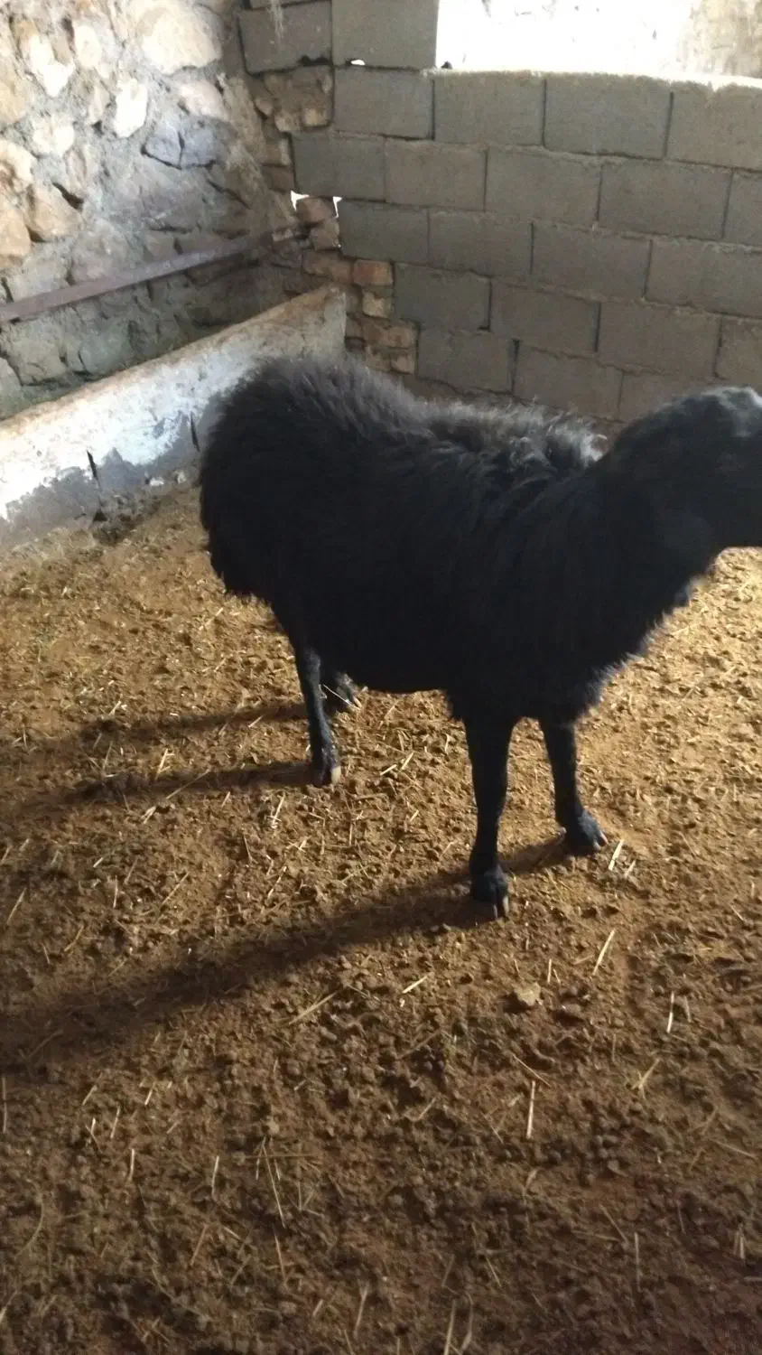 یک عددقوچ قارا|حیوانات مزرعه|نوبران, |دیوار