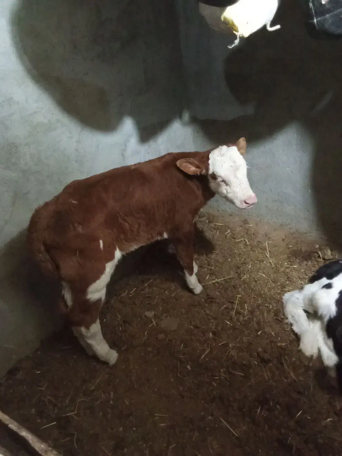 فروش گاو شیری همراه گوساله|حیوانات مزرعه|باشتین, |دیوار