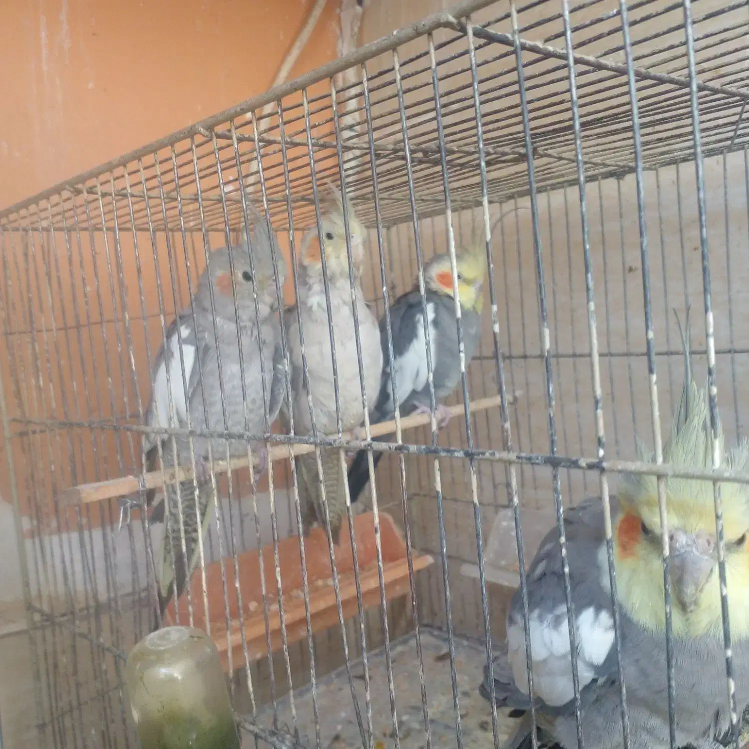 .طوطی.فنچ|پرنده|هشتگرد, شهرک راه آهن|دیوار