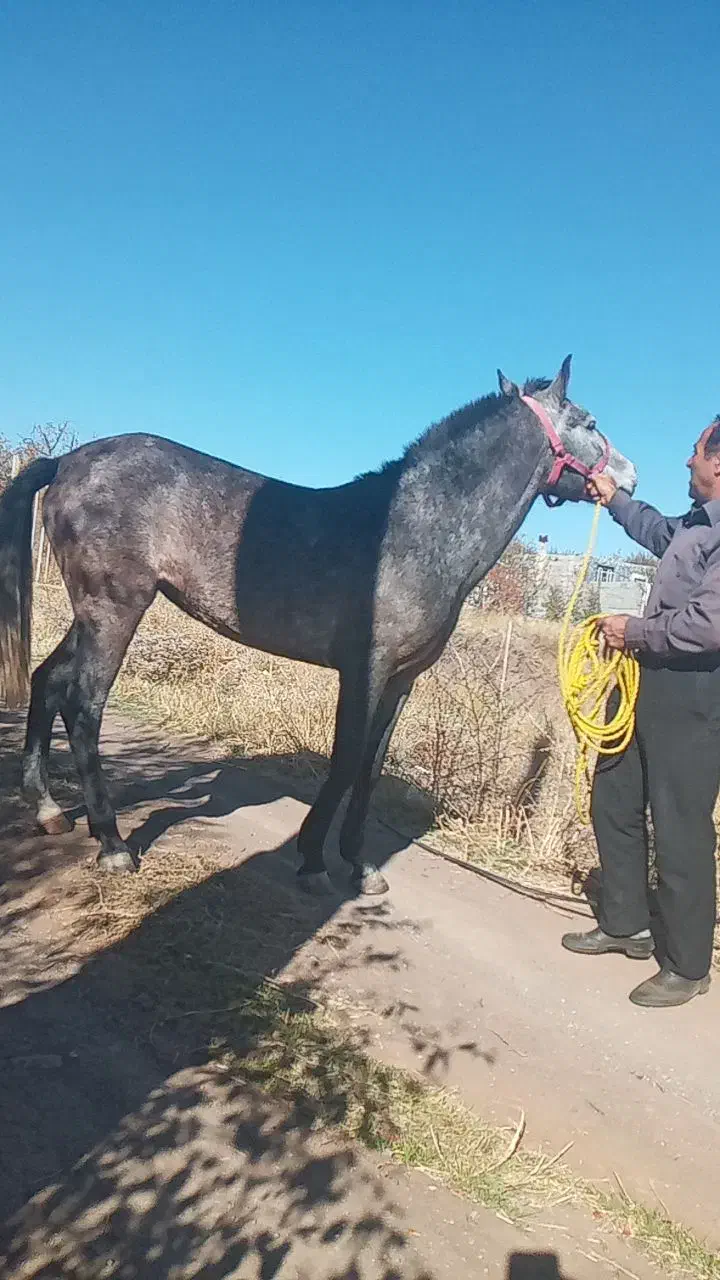 اسب دوساله نریان|اسب و تجهیزات اسبسواری|اهر, |دیوار